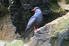 Inca Tern